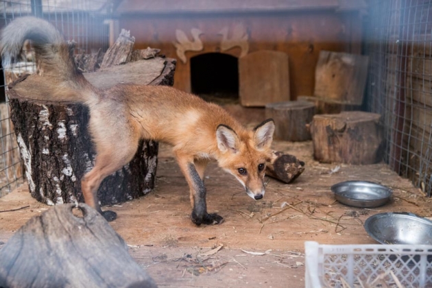 В зоопарке профилактория «Морозовский»