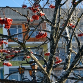 Фото: morozovskiy.com