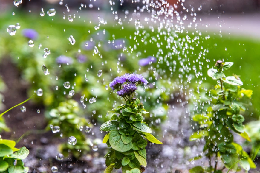 Клумба с цветами около Галереи «Москва-Сокол» – между Ленинградским проспектом и Балтийской