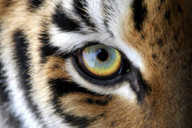 Tigrus Day пройдет в Osteria Mario