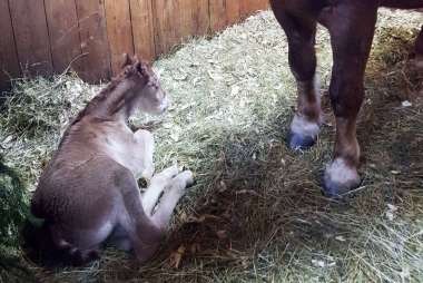 В пансионате «Морозовский» родился жеребёнок