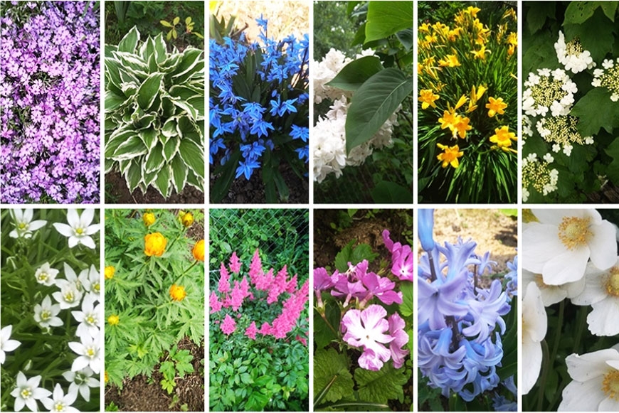 Цветы в саду Надежды Клеймёновой, начальника отдела кадров АО «МПЗ»