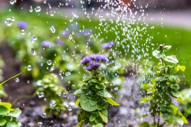 Клумба с цветами около Галереи «Москва-Сокол» – между Ленинградским проспектом и Балтийской