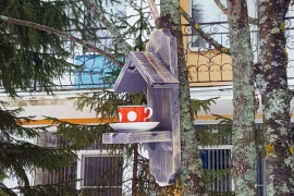 Кормушка в пансионате «Морозовский»