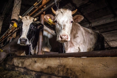 Бурёнки СПК «Колхоз «Власть советов»