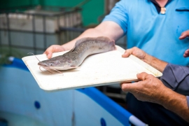 Хиринский сом