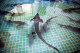 Рыбное производство «СОЦИУМ-Поселений» в селе Хирино