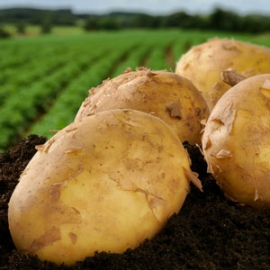 Автор фото: Денис Шмелёв