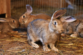 На ферме «Морозовское подворье»