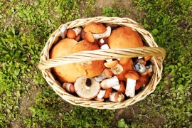 Грибы из лесов Малоярославца