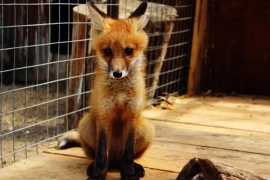 В зоопарке профилактория «Морозовский»