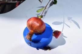 Гранат, выращенный в отделе главного технолога ПД «АПЗ» г. Рязань