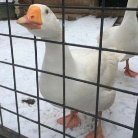 Арзамасский гусь