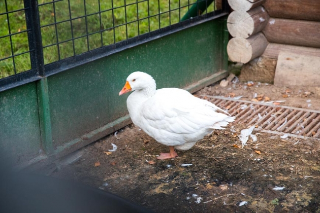 В зоопарке профилактория «Морозовский»