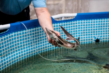 Рыбное производство «СОЦИУМ-Поселений» в селе Хирино