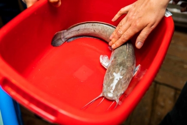 Африканский сом, с. Хирино