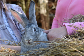 На ферме «Морозовское подворье»