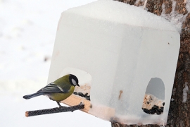 Покормите птиц