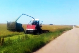 Заголовка кормов в полях села Хирино