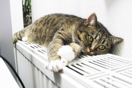 Фото: pixabay.com