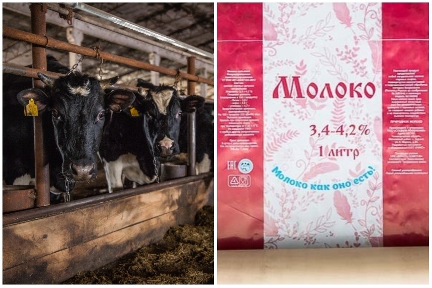 Коровы СПК «Колхоз «Власть советов» и упаковка «Молоко как оно есть»