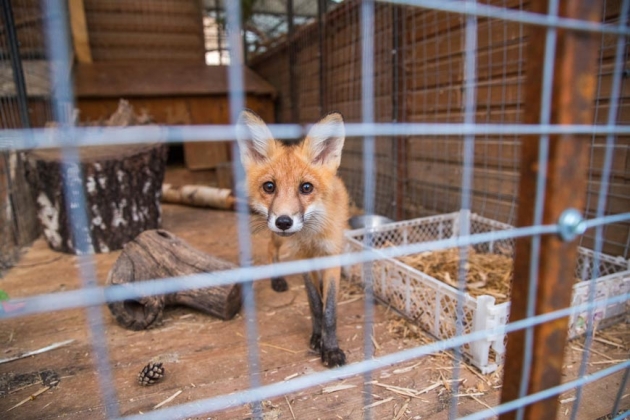 В зоопарке профилактория «Морозовский»