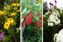 Цветы из деревни Саблуково