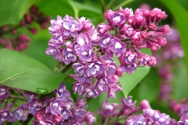 Сирень обыкновенная «Леонид Колесников». Оригинатор: Колесников. Из коллекции Ботанического сада МГУ (основная территория на Воробьёвых горах), Москва. Фото: wikimedia.org, Kor!An (Андрей Корзун)