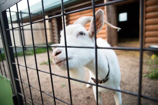 В зоопарке профилактория «Морозовский»