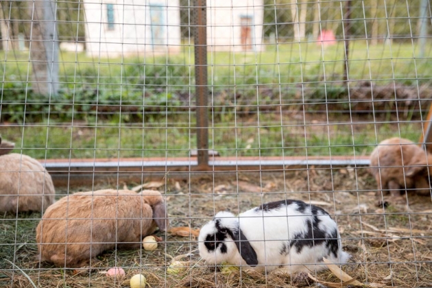 В зоопарке профилактория «Морозовский»