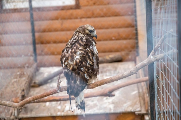 В зоопарке профилактория «Морозовский»