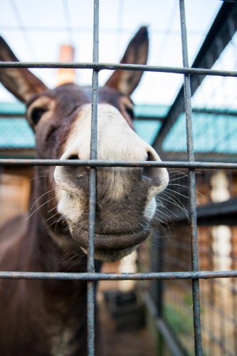В зоопарке профилактория «Морозовский»