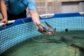 Рыбное производство «СОЦИУМ-Поселений» в селе Хирино. Стерлядь