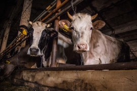 Бурёнки СПК «Колхоз «Власть советов»