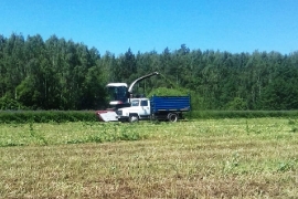 Заготовка кормов в полях села Хирино