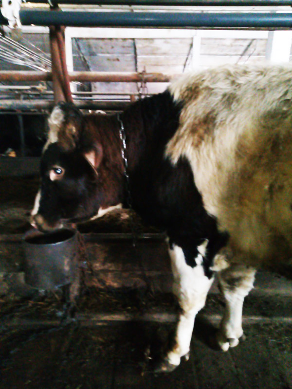 Молодой бык Григорий - надежда животноводческого хозяйства «СОЦИУМ-АГРО», от него зависит увеличение поголовья стада