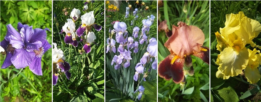 Ирисы