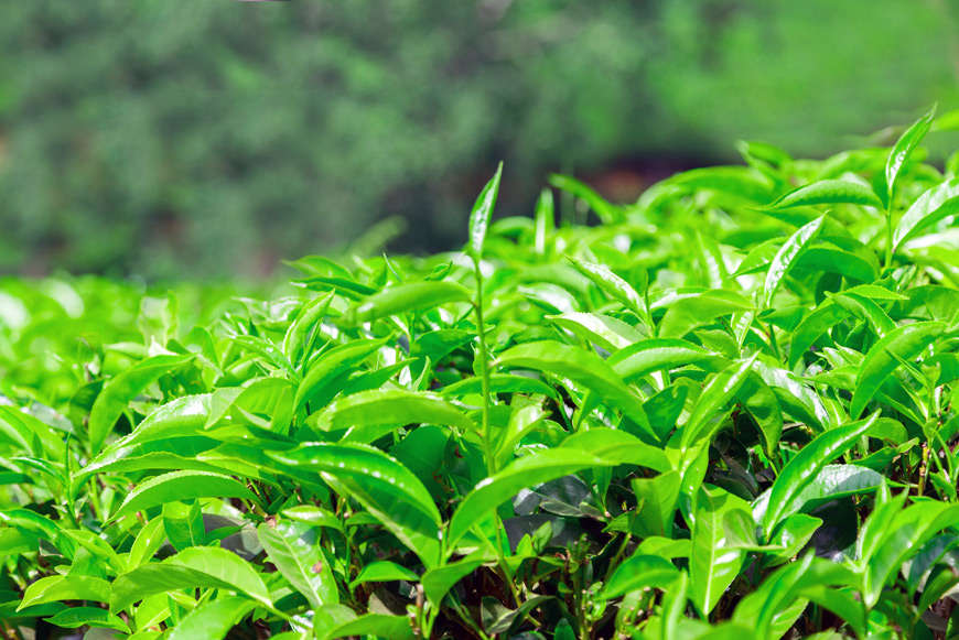 Плантации поля цейлонского чая в Шри-Ланке. Фото: depositphotos.com