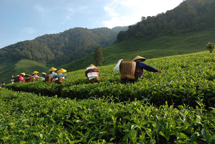 Собирание чая, Западная Ява, Индонезия. Фото: depositphotos.com