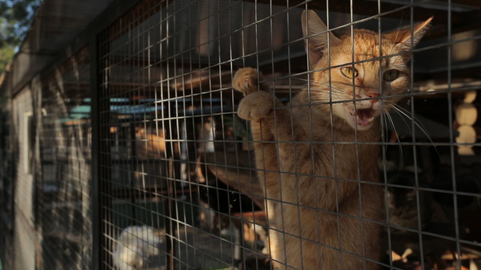 В «Морозовском» есть небольшой зоопарк, его достопримечательность – «кошкин дом»