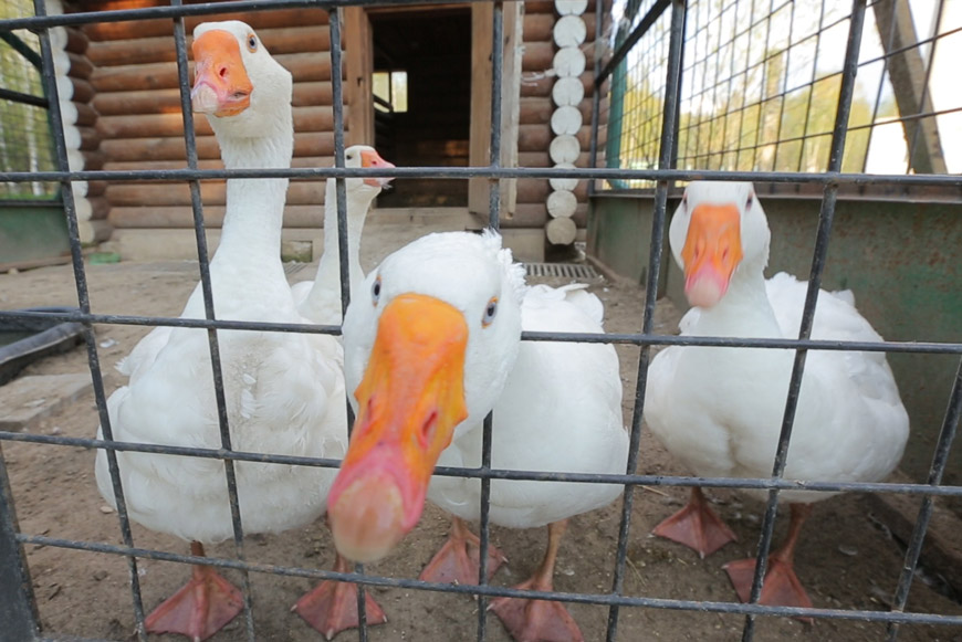 В зоопарке «Морозовского» можно увидеть и настоящих арзамасских гусей