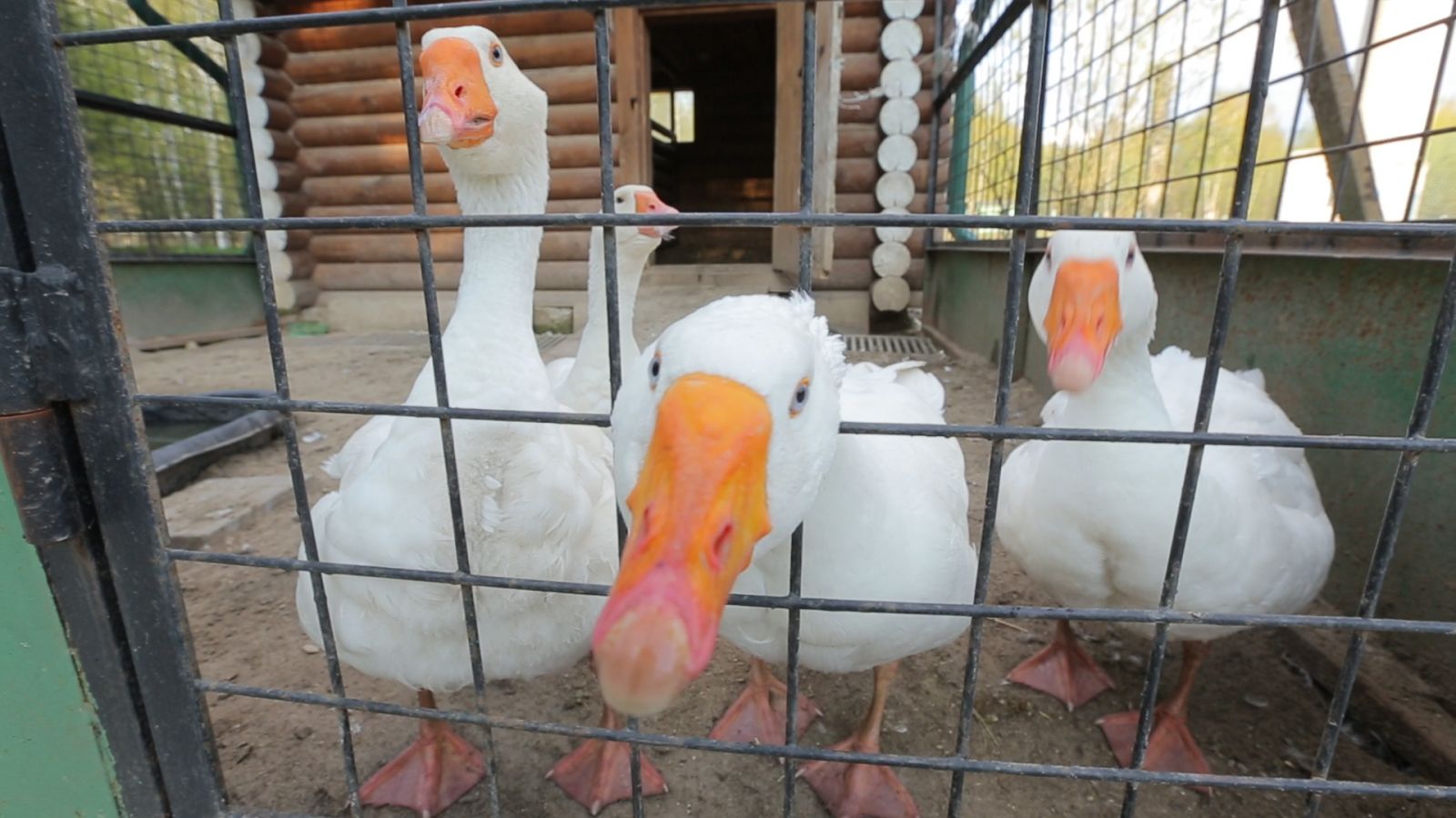 В зоопарке «Морозовского» можно увидеть и настоящих  арзамасских гусей