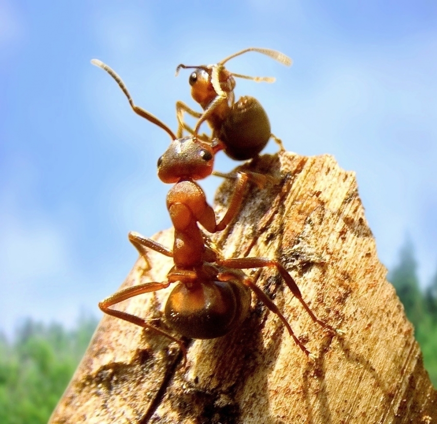 «Самый идеальный социум - муравьи!», автор работы: Александр 