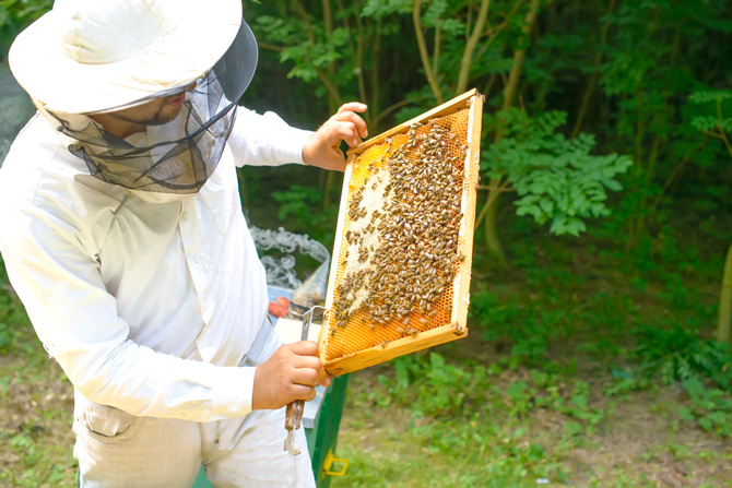 Сбор мёда с ульев происходит два раза в год: в конце июня – начале июля и в конце июля