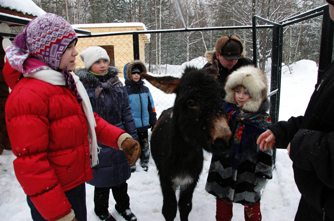 Мини-зоопарк профилактория «Морозовского» - ослик Пит, лошадка Лера, овчарки, кролики, козы, индюки и др.