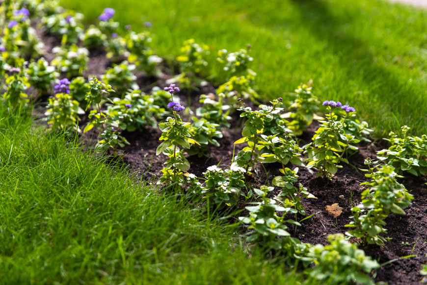 Клумба с цветами около Галереи «Москва-Сокол» - между Ленинградским проспектом и Балтийской