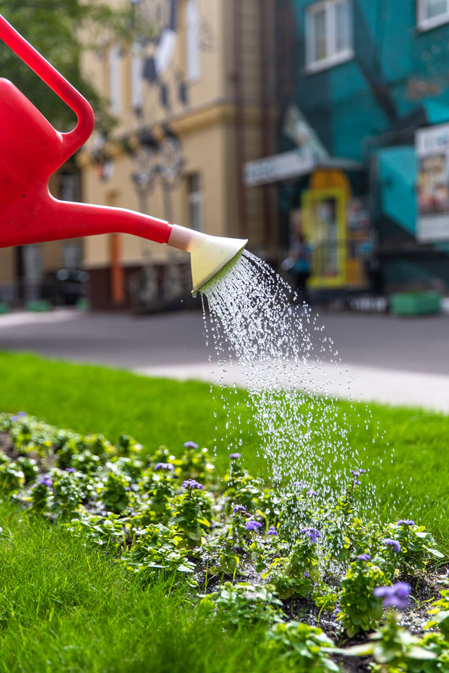 Клумба с цветами около Галереи «Москва-Сокол» - между Ленинградским проспектом и Балтийской