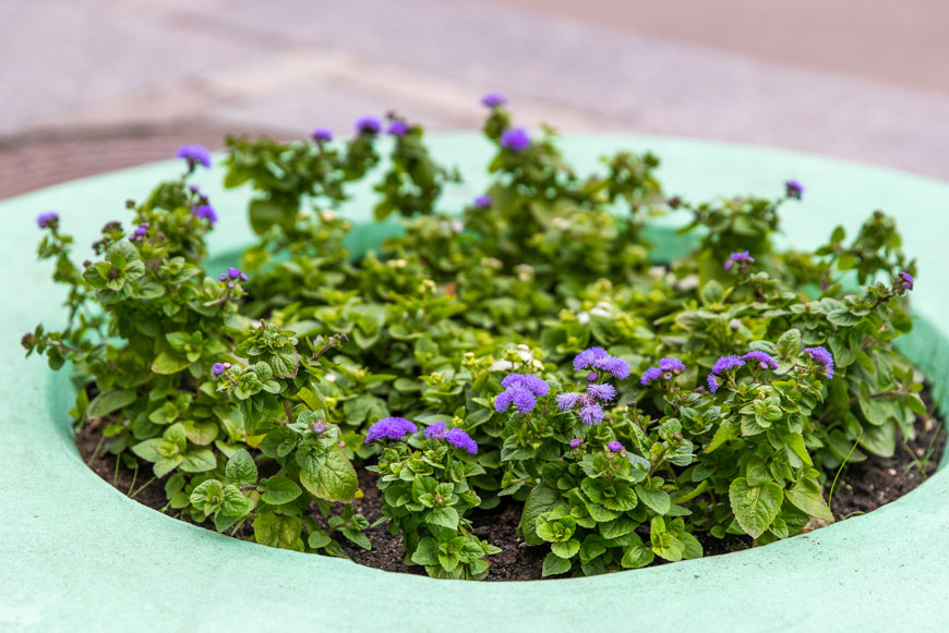 Клумба с цветами около Галереи «Москва-Сокол» - между Ленинградским проспектом и Балтийской