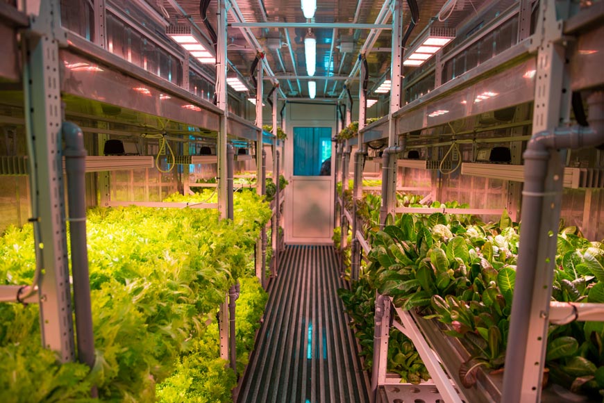 Аэропонная фабрика растений, способная производить 200-300 кг зелени в месяц