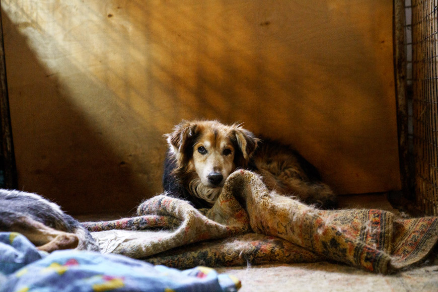 Жорика, как и многих других пожилых псов, в Приюте на Зорге спасли от усыпления и лечат